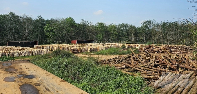 Cơ sở thu mua, chế biến gỗ keo tự phát của ông Đàm Minh Tuyến (nông trường Thạch Quảng, xã Thạch Quảng, huyện Thạch Thành). Ảnh chụp ngày 16/4.