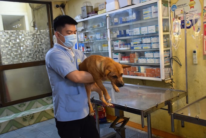 Ho Duy Phien, a veterinarian at Quang Dung Pet Clinic, preparing a pet for ultrasound. Photo: V.D.T.
