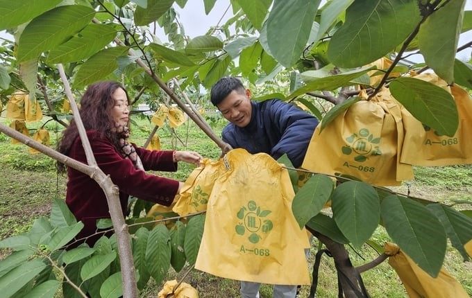 The bags used to cover Taiwan custard apples are also of organic origin and biodegradable. Photo: T. Phung.