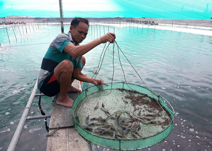 Chất lượng nguồn nước và con giống đang là 2 vấn đề nan giải của nghề nuôi tôm hiện tại. Ảnh: Việt Khánh.