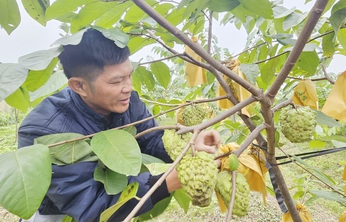 The first Taiwan custard apple harvest crop brought Mr. Cuong a profit of about VND 200 million/ha. Photo: T. Phung.