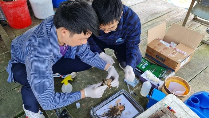 VMC Laboratory Testing and Diagnose Diseases Center and leading scientists in the fishery sector have helped Phu Yen farmers test, screen for diseases, review disease epidemiology, and develop an antibiogram for lobster.