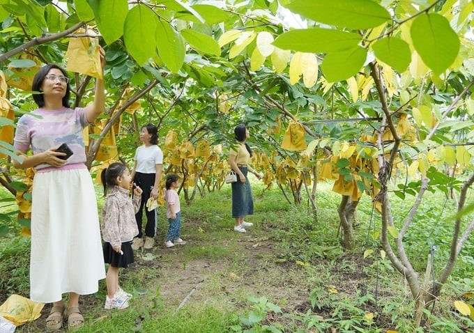 People come to visit the Taiwan custard apple garden of Tam An Cooperative. Photo: T. Phung.