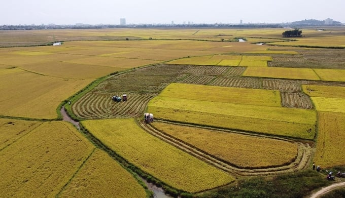 Phu Yen farmers are entering the winter-spring rice harvest season. Photo: NH.