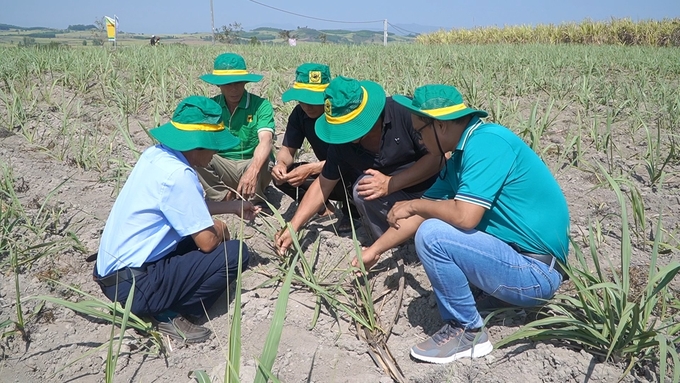 Đoàn cán bộ kỹ thuật của Công ty CP Phân bón Bình Điền đang nghiên cứu về nhu cầu hấp thụ phân bón trên cây mía. 