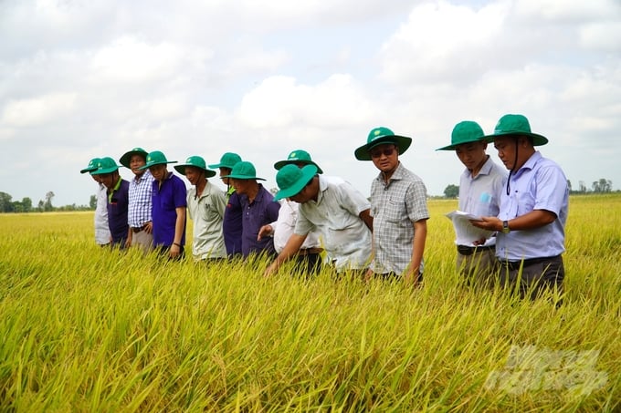 Nông dân xã Thạnh An, huyện Vĩnh Thạnh phấn khởi xuống đồng đánh giá chất lượng lúa sau khi thử nghiệm sử dụng phân bón hữu cơ từ trùn quế. Ảnh: Kim Anh.