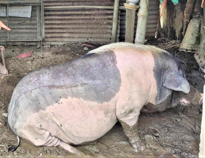 Từ đầu năm đến nay, Quảng Nam ghi nhận hàng trăm con lợn của các hộ gia đình ở 6/18 huyện, thị xã, thành phố nhiễm bệnh dịch tả lợn Châu Phi. Ảnh: L.K.