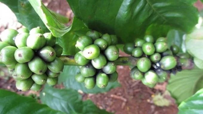 Latest domestic and world coffee prices on 04/25/2024