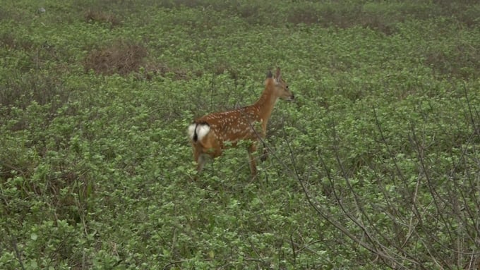 Among the 2 newly released deer on Bach Long Vy Island, there is 1 male deer. Photo: Dinh Muoi.
