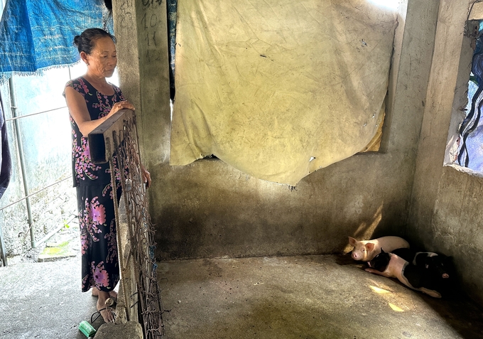 Trước tình hình diễn biến dịch tả lợn Châu Phi còn phức tạp, các hộ chăn nuôi ở Quang Nam rất lo lắng sau khi tái đàn. Ảnh: L.K.