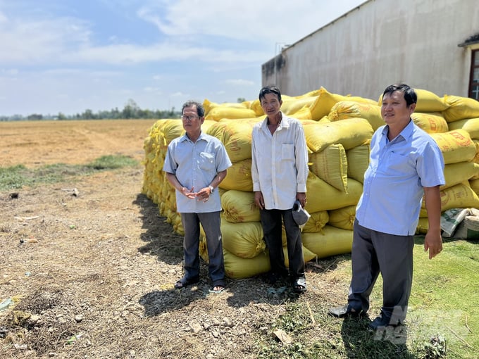Mr. Vong said that for the past 3 years, since the Ninh Quoi sluice was installed to regulate fresh and saltwater, every rice crop has had a successful harvest. Photo: Trong Linh.