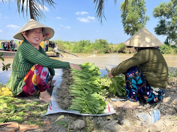 Without worrying about lack of fresh water, people actively grow vegetables to increase their income. Photo: Trong Linh.