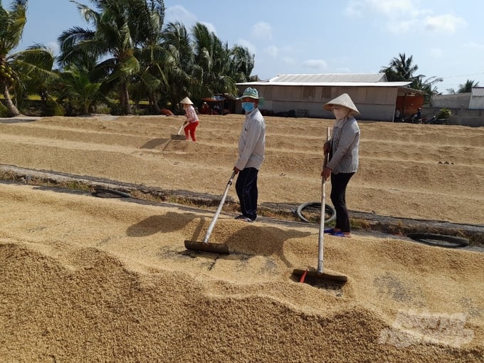 Farmers in Tra Vinh province have achieved high rice yields thanks to following the recommended planting schedule provided by the agricultural sector. Photo: Thanh Hung.