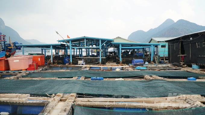 Con Dao possesses numerous advantages for the development of mariculture. The district aims to become a focal model for sustainable fisheries development in Ba Ria - Vung Tau province. Photo: Le Binh.
