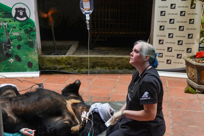 Veterinary nurse Sarah Donald from the Asian Animal Foundation monitors the bear's condition while sedated. Photo: AAF.