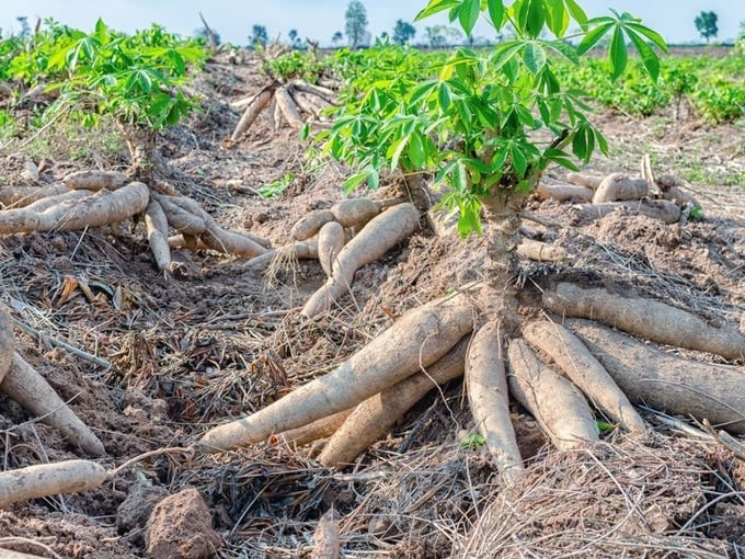 The newly approved project of the Ministry of Agriculture and Rural Development (MARD) on the cassava industry sets an output target of 12.5 million tons by 2030. Photo: TL.