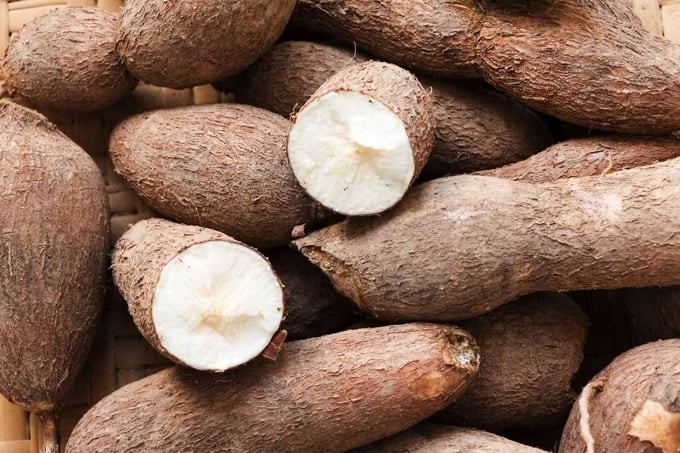 The project targets an export value of cassava products to reach USD 1.8–2 billion by 2030. Photo: TL.