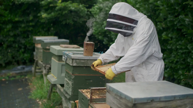 The beekeeper is using sensors from ApisProtect Company in the process of monitoring bee colonies.
