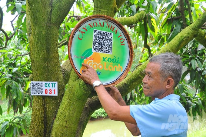 Mr. Le Hoang Tung, Director of Tan Thuan Tay Mango Cooperative in Cao Lanh city, said: Currently, most people in the commune attach QR codes to trace the origin of each mango tree. Photo: Le Hoang Vu.