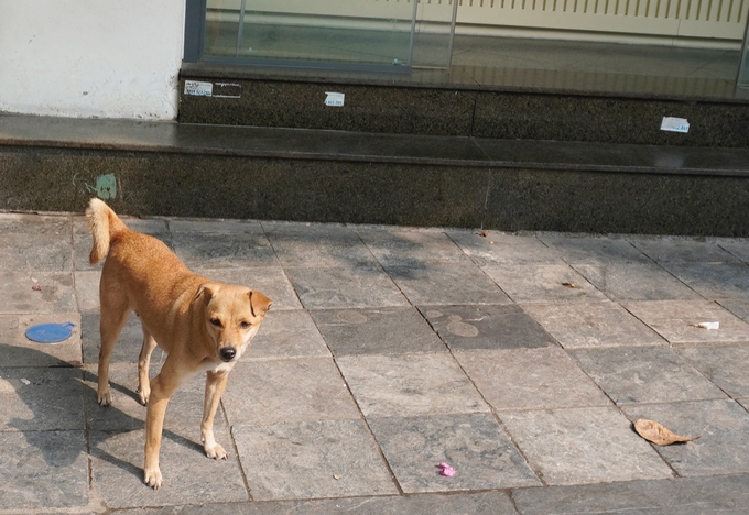 Chó thả rông chạy trên phố Hàng Bạc, quận Hoàn Kiếm, thành phố Hà Nội. Ảnh: Hồng Thắm.