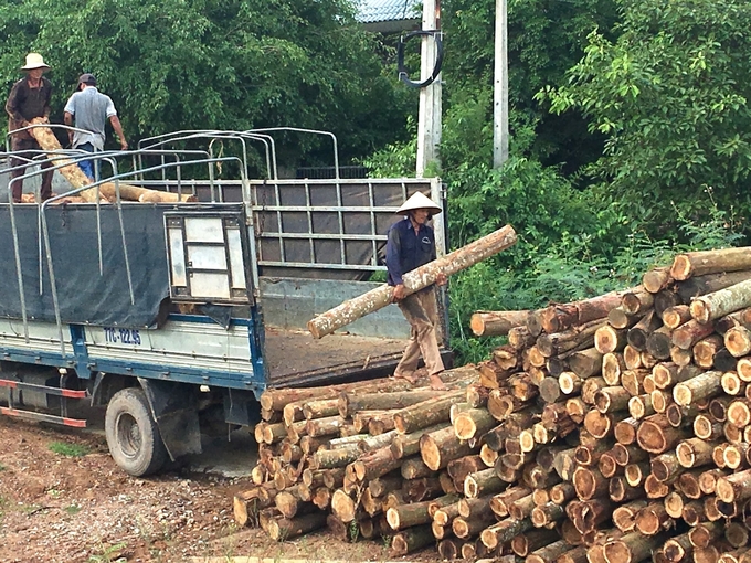 Planted forest timber, especially acacia wood, has affirmed its important role in Vietnam's wood industry. Photo: V.D.T.