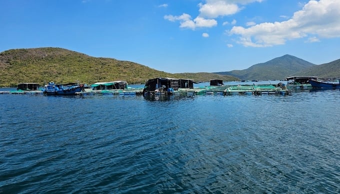 Bè nuôi tôm hùm trên vịnh Vân Phong, huyện Vạn Ninh, tỉnh Khánh Hòa. Ảnh: KS.
