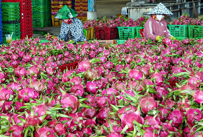 Binh Thuan is orienting to develop GAP dragon fruit, focusing on product quality. Photo: Kim So.