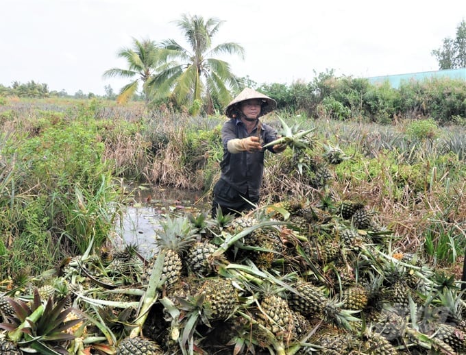 In the midst of the drought and salinity, the pineapple area of farmer Ngo Van Leo\'s household (Hoa Tien commune, Vi Thanh city) is still protected and safe. Photo: Trung Chanh.