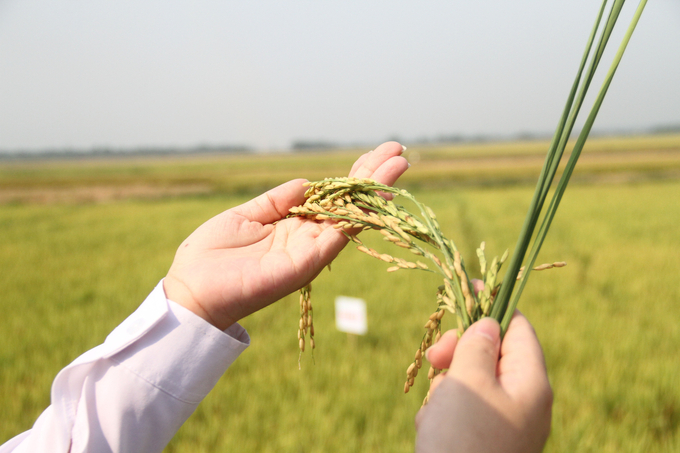 Giống lúa TBR97 và TBR87 được nông dân Quảng Trị đánh giá cao vì có nhiều ưu điểm vượt trội. Ảnh: CĐ.