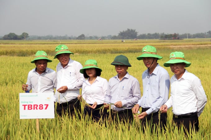 Đại diện lãnh đạo Sở NN-PTNT tỉnh Quảng Trị và Tập đoàn ThaiBinh Seed tham quan mô hình khảo nghiệm giống lúa TBR87. Ảnh: CĐ.
