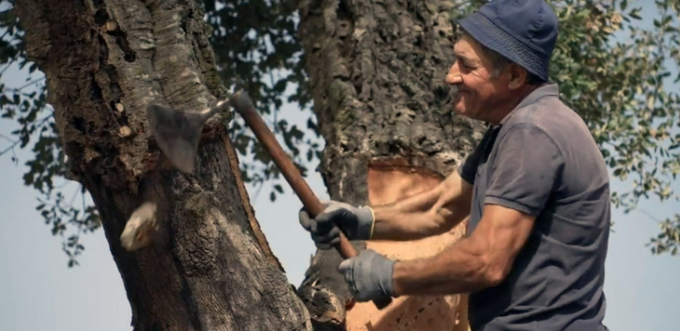 A Portuguese farmer carefully strips cork from a tree.