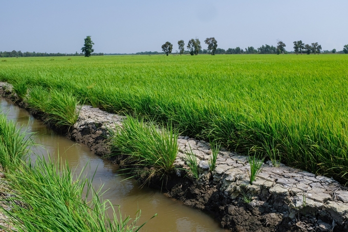 This year, the rainfall deficit is up to 30%, and the prolonged heat problem has caused the amount of water in some water storage works to evaporate to about 15cm high. Photo: Quynh Chi.