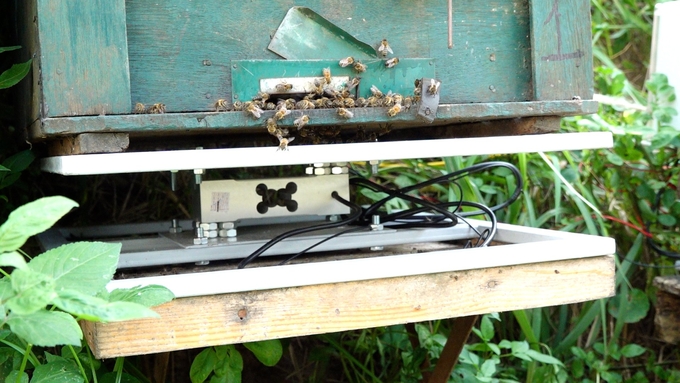 The device is installed under the bee box for monitoring and management. Photo: Nguyen Thuy.