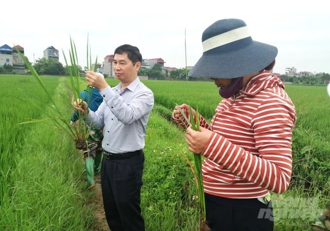 Đoàn công tác của Cục Bảo vệ thực vật và Trung tâm Bảo vệ thực vật phía Bắc kiểm tra lúa xuân tại các tỉnh Đồng bằng sông Hồng. nong duoc viet nam