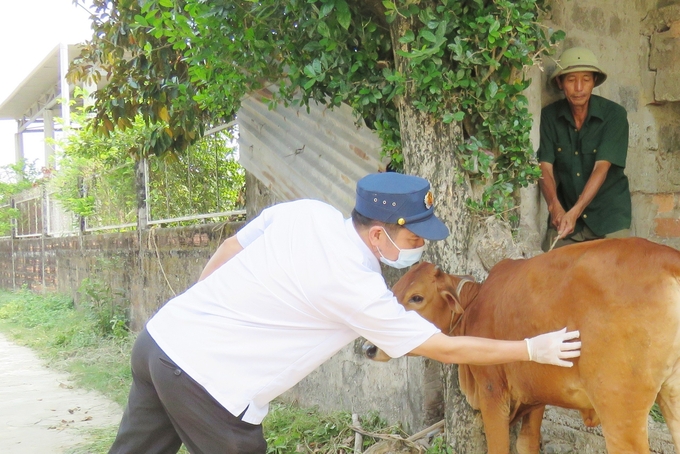 Cán bộ Chi cục Chăn nuôi và Thú y Quảng Bình kiểm tra bò bị bệnh ở huyện Quảng Ninh. Ảnh: T. Phùng.