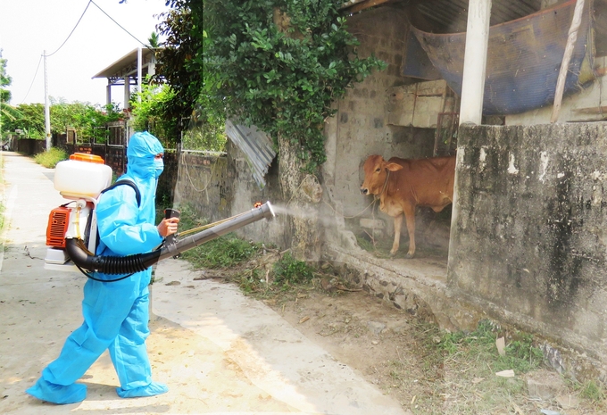 Phun tiêu độc khử trùng tại khu vực nuôi gia súc bị bệnh tại xã Hiền Ninh. Ảnh: T. Phùng.