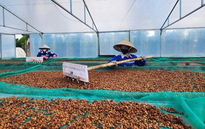 Cà phê chiếm tỷ trọng xuất khẩu lớn tại vùng Tây Nguyên. Ảnh: Quang Yên.