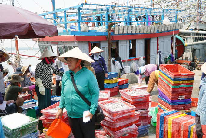 Lượng hải sản cập bờ những ngày qua tại Quảng Trị giảm hẳn. Ảnh: Võ Dũng.