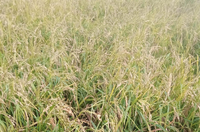 Hàng trăm ha lúa tại xã Ea K'ly bị thiệt hại do mưa đá. Ảnh: Thanh Bình.