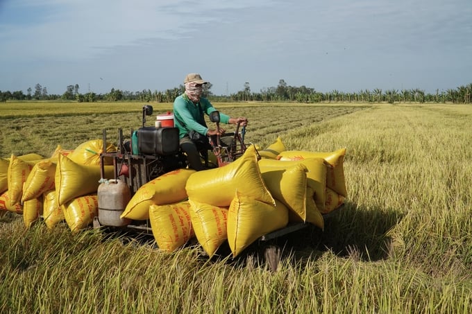 Farmers\' winter-spring rice production in Long Phu district has become more convenient and proactive during the drought and salinity season. Photo: Kim Anh.