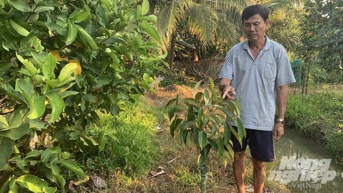 Mr. Nguyen Trung Bang said that since there were sluices to prevent salinity, people planted fruit trees such as durian, mangosteen, rambutan, seedless lemon, and Thai jackfruit and improved income. Photo: Ho Thao.