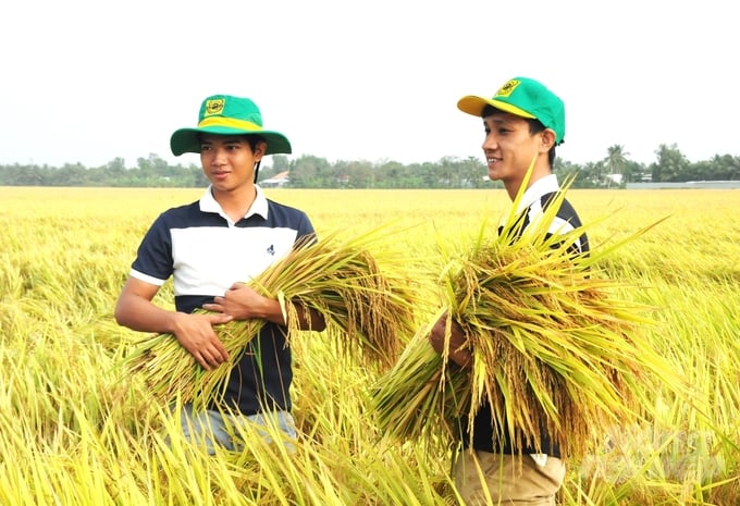 The operation of inter-provincial irrigation projects to serve production and economic livelihoods in the benefiting areas has brought high efficiency, safely protecting rice production areas to overcome peak drought and salinity, bringing successful harvests. Photo: Trung Chanh.