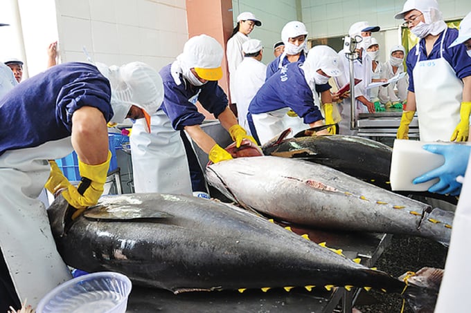 Tuna is one of the three largest seafood exports in 2023, along with shrimp and pangasius.