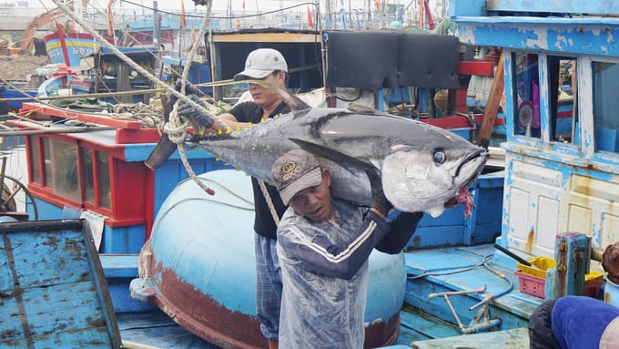 Phu Yen, Binh Dinh and Khanh Hoa are the three localities with the largest tuna production in the country.