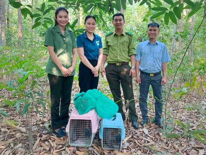 The pig-tailed macaques have been handed over to the Center for Nature Conservation and Development by the forest ranger force. Photo: Tuan Anh.