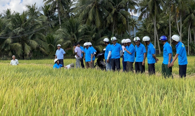 Phân bón sinh học thế hệ mới Agrilong giúp lúa cứng cây, cho năng suất cao. Ảnh: KS.