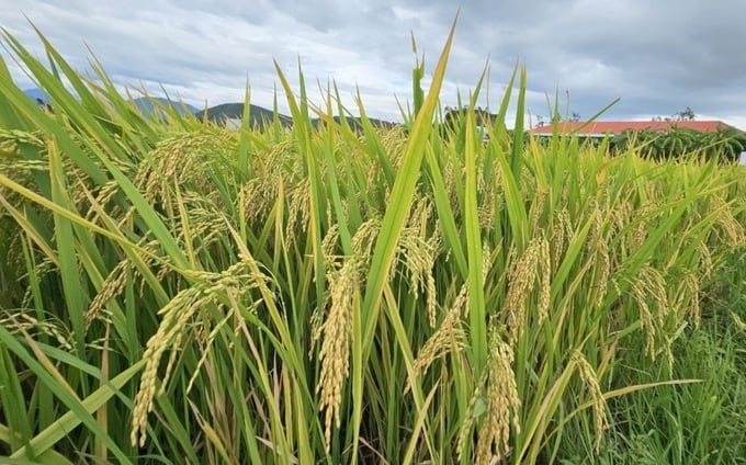 Rice production in Tay Hoa district, Phu Yen province. Photo: Kim So.