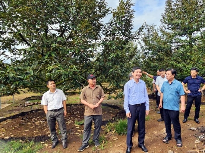 Minister Le Minh Hoan and leaders of Phu Yen province visited the fruit tree area in Song Hinh district. Photo: Kim So.