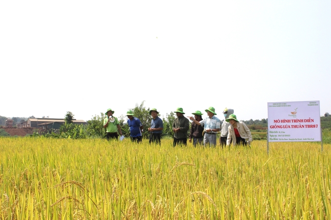 Giống lúa TBR87 dù mới đưa vào thử nghiệm nhưng cũng được đánh giá cao. Ảnh: Tuấn Anh.