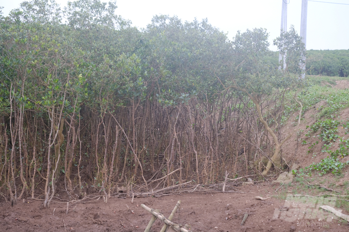 Gần 30ha rừng ngập mặn tại Nghĩa Hưng không có nước triều vào - ra trong một tháng qua. Ảnh: Kiên Trung.